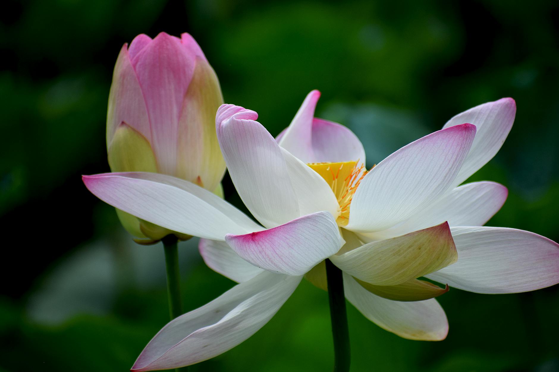 pink and white flowers in tilt shift lens